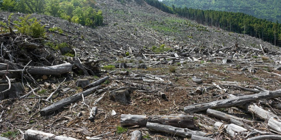 Deforestation in Canada: Its Effects, Causes and Possible Actions