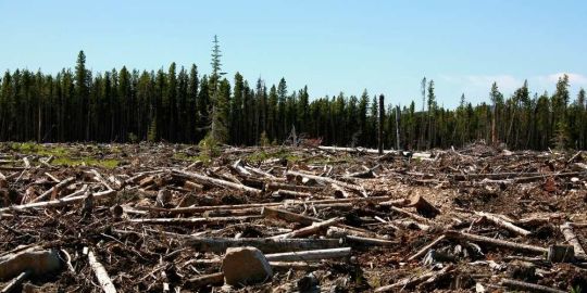 Deforestation in Canada: Its Effects, Causes and Possible Actions