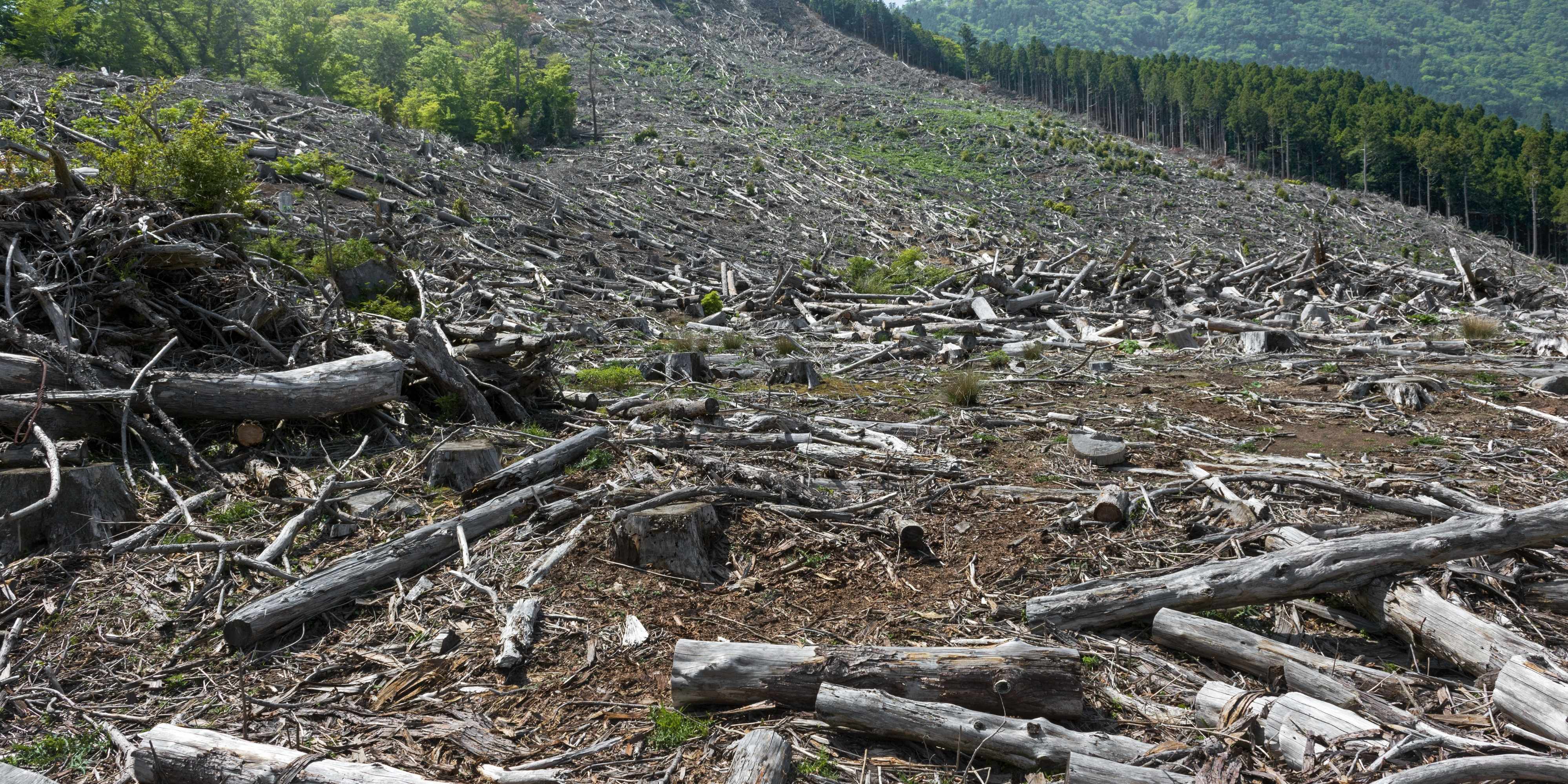 Deforestation in Canada: Its Effects, Causes and Possible Actions in 2022 -  Unite for Change