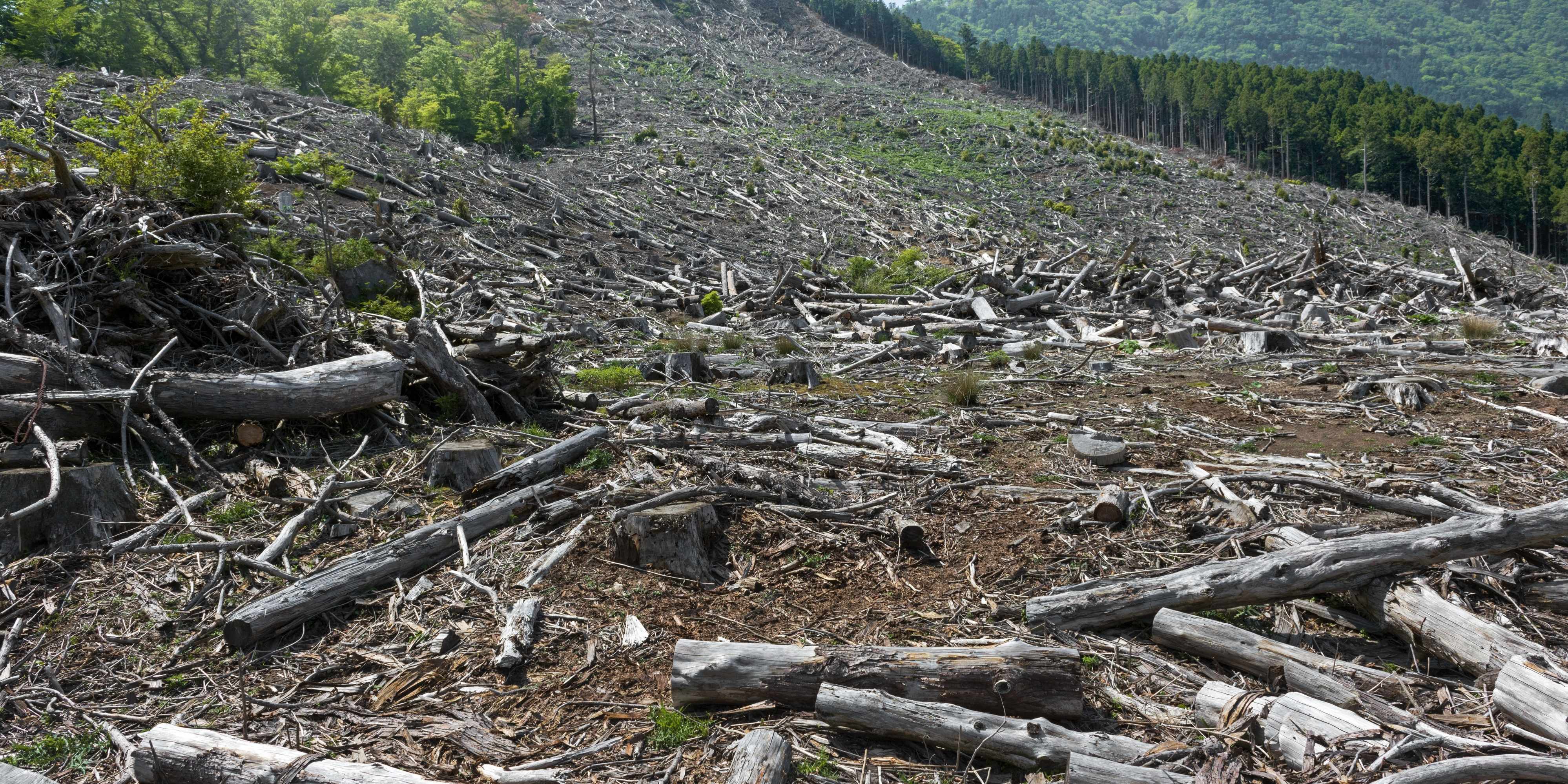 What are the effects of deforestation in the ? - Internet